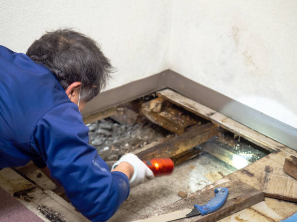 Best Attic Mold Removal  in Vienna, WV