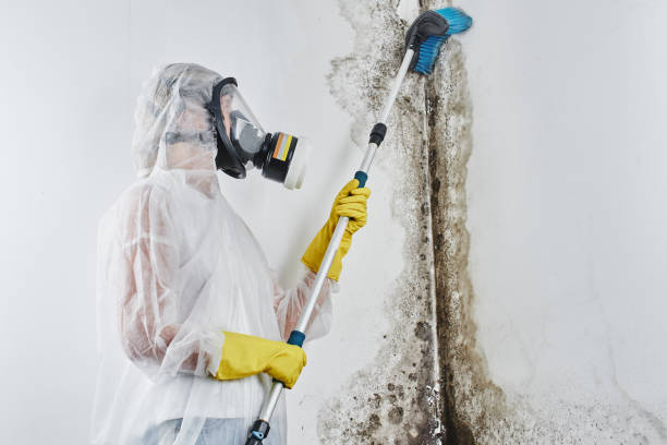 Best Residential Mold Removal  in Vienna, WV