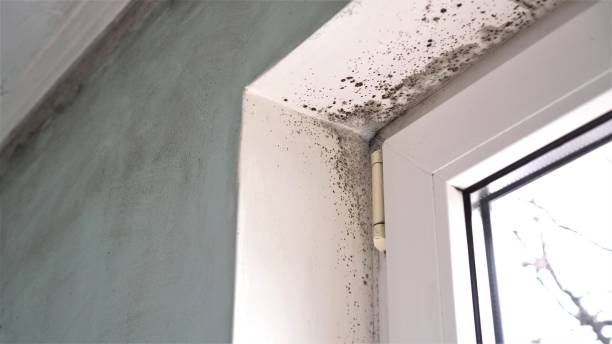 Best Office Mold Removal Services  in Vienna, WV