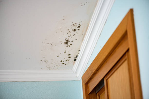 Best Commercial Mold Removal  in Vienna, WV