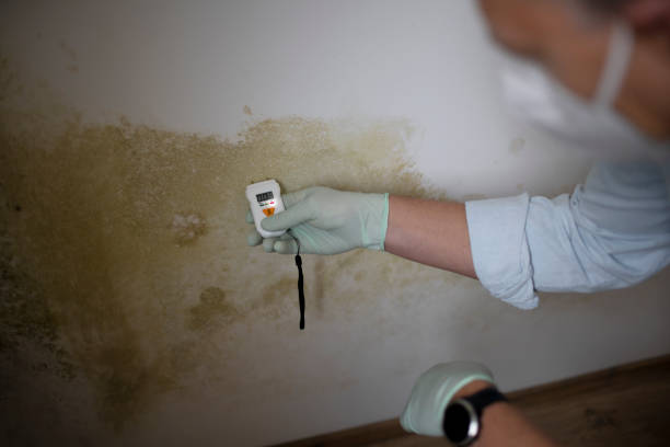 Best Emergency Mold Removal  in Vienna, WV