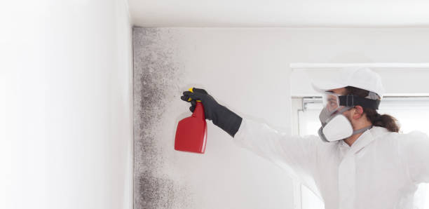 Best Office Mold Removal Services  in Vienna, WV