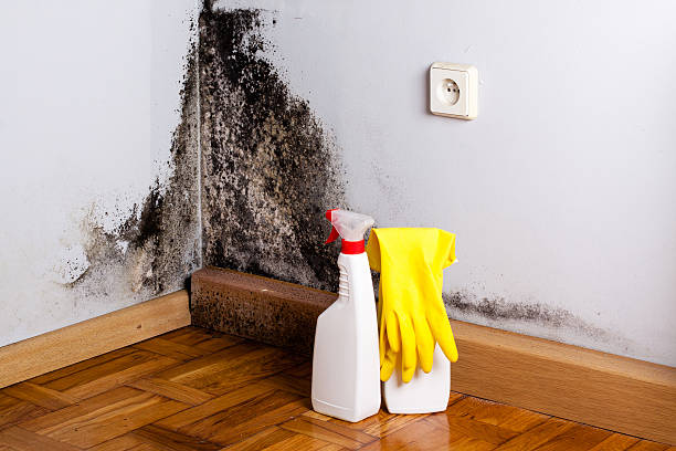 Best Certified Mold Removal  in Vienna, WV