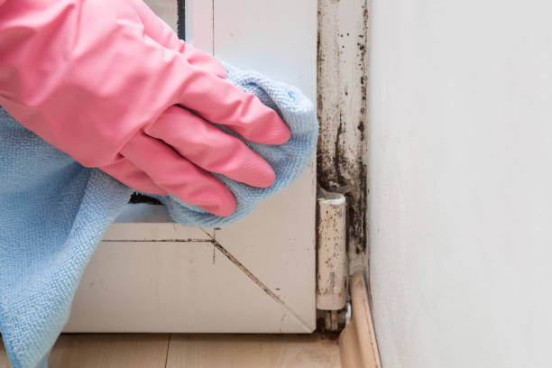 Best Mold Damage Repair  in Vienna, WV