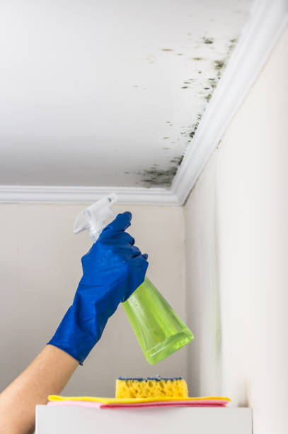 Best Affordable Mold Removal  in Vienna, WV